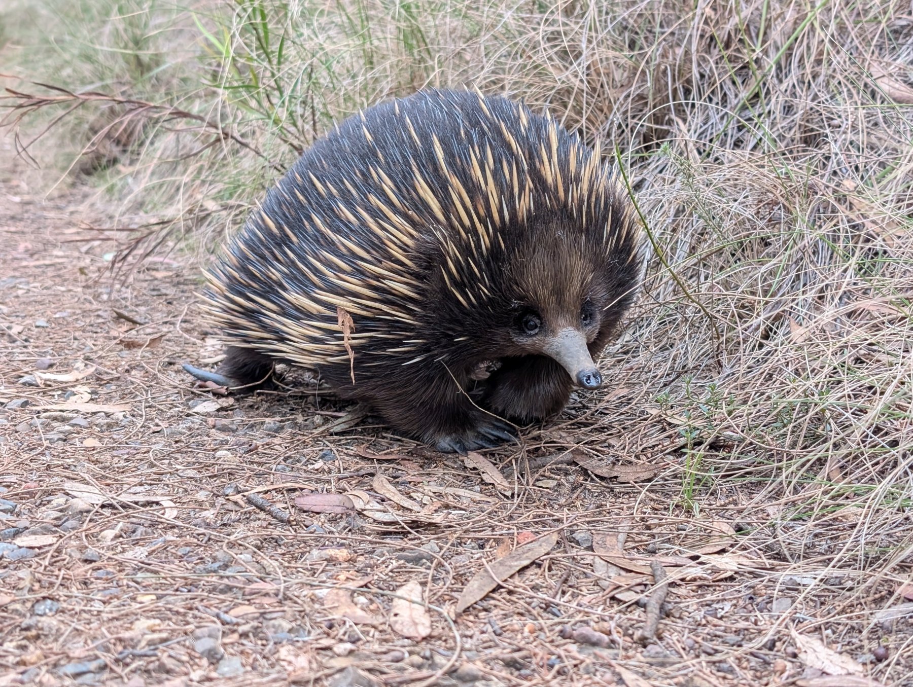 Google Pixel 9 Pro XL – przykładowe zdjęcia